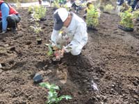 霧島市10万本植林プロジェクト