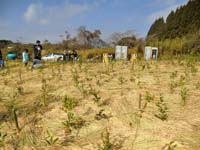 霧島市10万本植林プロジェクト